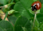 coccinelle_200ko