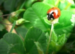 coccinelle_brillant