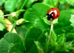 coccinelle_clair