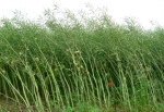 colza_490