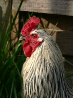 coq_modif