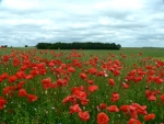 coquelicot_4_640x480