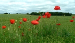 coquelicot_5_pan_640