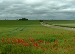 coquelicot_6_640x462