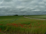coquelicot_6_640x480