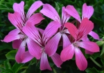 geranium