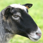 mouton1_t