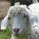 mouton2_t