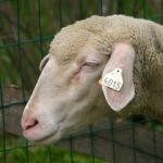 mouton3_t