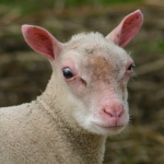 mouton4_t