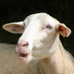 mouton5_t