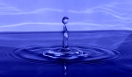 otarie_500