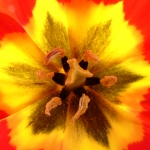 pistil_500x500