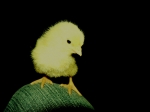 poussins.dans.noir