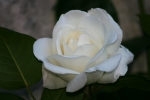 rose_blanche2_640