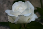 rose_blanche_640