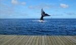 lotaire-chez-alice-fr-photos-baleine
