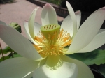 flower_entiere
