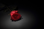 rose-status1