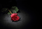 rosealahitchcock2