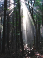 Foret