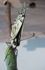 MACHBAK