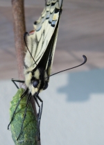 MACHBAK2