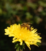 abeille2