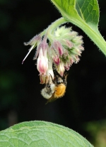 bourdon1