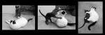 Tocchis Cat Triptyque