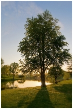 ArbreLac-1