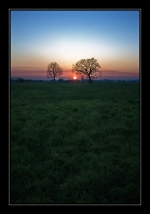 Arbres&Soleil