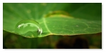 Bulle