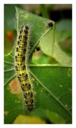 Chenille