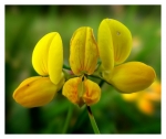 Fleur Jaune