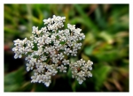 FleurBlanche