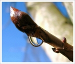 Gouttec