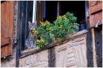 Mimochat