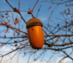 MrLegland