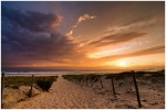 SunCapFerret