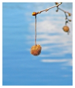 poil