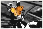pafpillon