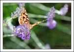 DSC_1265_GF_GF