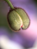 eclosion