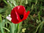 DSC00516