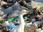 DSC00907