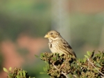 oiseau
