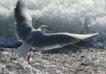 28 mouette