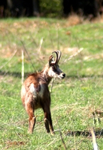 chamois8