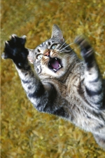 chatouille